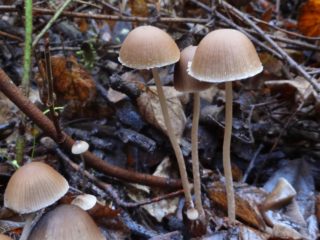 Psatirella enrugada: foto, dá para comer