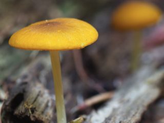 Halata kultainen (kullanruskea): kuva ja kuvaus