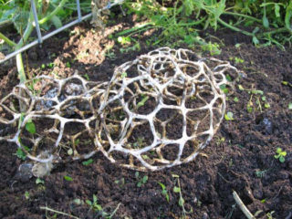 Ileodiktions graciozs: apraksts un foto, vai ir iespējams ēst