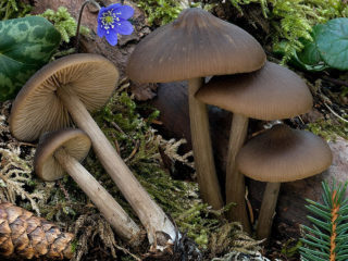 Entoloma šiurkščiomis kojomis: nuotrauka ir aprašymas