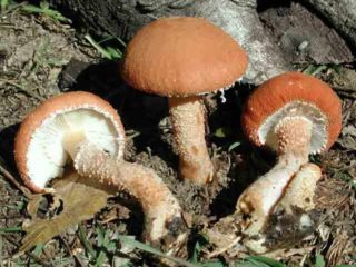 Cystoderm raudona (skėtis raudona): nuotrauka ir aprašymas