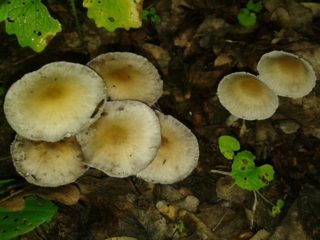 Psatirella Candolla: apraksts un foto, ēdamība