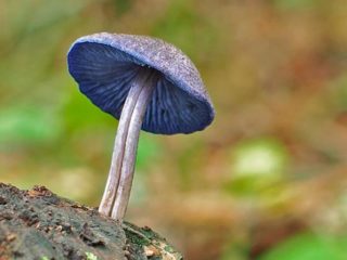 Ryškios spalvos entoloma (ryškių spalvų rožinė plokštelė): nuotrauka ir aprašymas