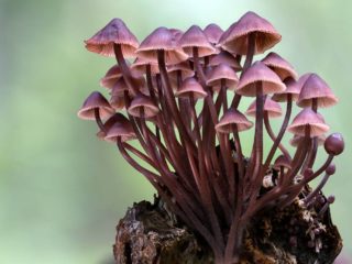 Mycena verijalkainen: kuvaus ja valokuva