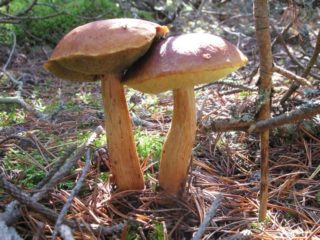 Boletus golden: beskrivelse og bilde