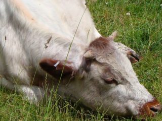 Keracunan garam lembu: gejala dan rawatan