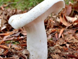 Piparu piens: foto un gatavošanas apraksts