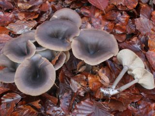 Bļoda runātājs: kur aug, kā izskatās, foto