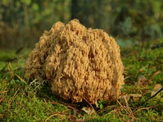 Ramaria keltainen (kiimainen keltainen): kuvaus, miten valmistaa, valokuva