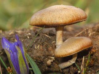 Lannan kalju täplä (Stropharia lanta): kuva ja kuvaus