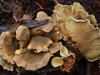 Korvan muotoinen sika: valokuva ja kuvaus