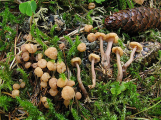 Kudonija apšaubāma: apraksts un foto