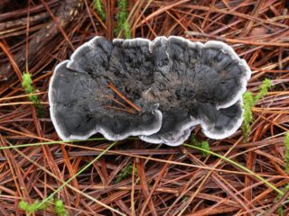 Hericium (Fellodon, Blackberry) melns: foto un apraksts