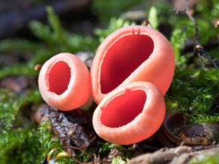 Austrijas Sarkoscifa (elfa bļoda): foto un apraksts