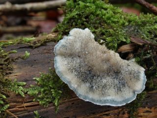 Amats ir zilganpelēks: vai ir iespējams ēst, foto