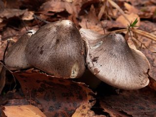 Ryadovka guldenas: grybo nuotrauka ir aprašymas