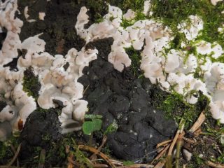 Krechmaria parasta: kā tas izskatās, kur aug, foto