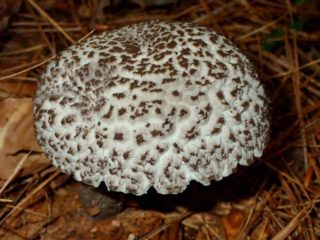 Priežu kāju priežu sēne: ēdama vai nē, kā gatavot