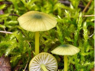 Leptonia pilkšva (Entoloma pilkšva): nuotrauka ir aprašymas