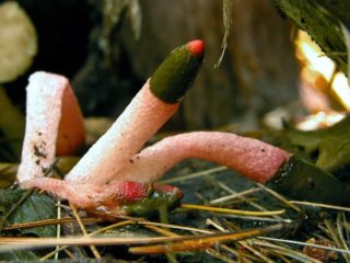 Suns mutinus: foto un apraksts