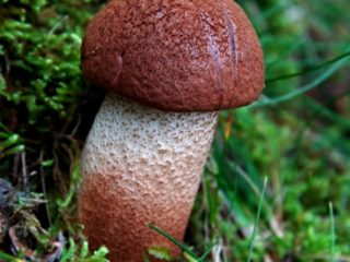 Purppuratammi: kuva ja kuvaus