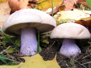 Eilutė mėlyna (violetinės kojos): aprašymas ir nuotrauka
