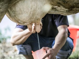 Pengeluaran susu lembu
