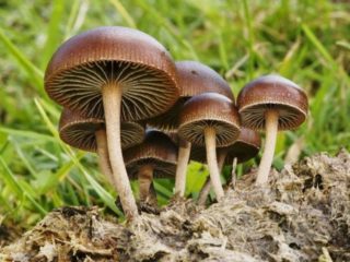 Stropharia paska (Kakashkina kalju pää, kärpässieni paska): kuva ja kuvaus