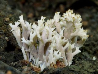 Clavulina-koralli (Horny crested): kuvaus, valokuva, syötävyys