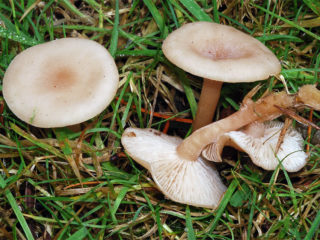 Smaržojošais runātājs: apraksts un fotogrāfija