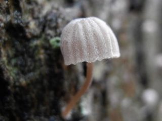 Melium mycena: aprašymas ir nuotrauka