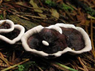 Sulydytas „Phellodon“ („Hericium“ sulietas): nuotrauka ir aprašymas