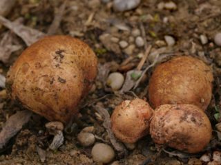 Rizopogon rausvas: kaip gaminti, aprašymas ir nuotrauka