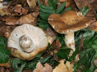Almond russula: รูปถ่ายและคำอธิบาย