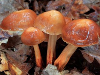 Kolibijas vārpstas kājiņa (naudas vārpstas kājiņa): foto un apraksts