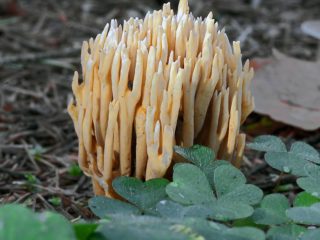 Ramaria ยาก (Rogatik ตรง): คำอธิบายและรูปถ่าย