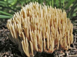 Ramaria parasta: apraksts un foto