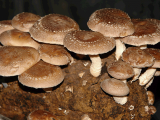 Voksende shiitake hjemme og i hagen