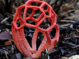 Sarkanā režģa sēne: apraksts un foto