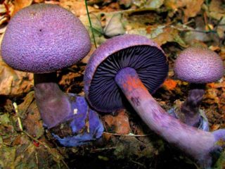 Sienen violetti hämähäkinverkko (violetti hämähäkinverkko): kuva ja kuvaus