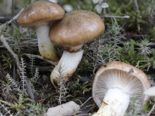 Mokruha veltinis: aprašymas ir nuotrauka