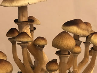 Psilocybe cubensis (Psilocybe cuban, San Isidro): nuotrauka ir aprašymas