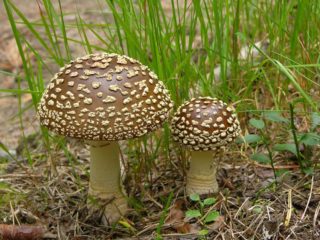 Amanita stora (stora): nuotrauka ir aprašymas