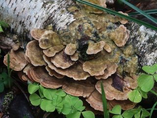 Cietspalvains stereums: foto un apraksts, pielietojums