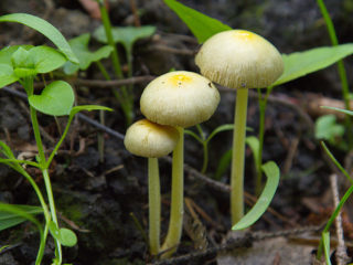 Halvcirkelformet bukschling (halvkugleformet stropharia): foto og beskrivelse