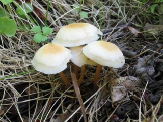 Collibia täplikäs (täplikäs raha): kuva ja kuvaus
