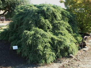 Kanādas hemlock: apraksts un aprūpe Maskavas reģionā, fotogrāfijas ainavu dizainā, atsauksmes