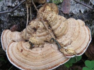 Stekherinum Murashkinsky: foto un apraksts