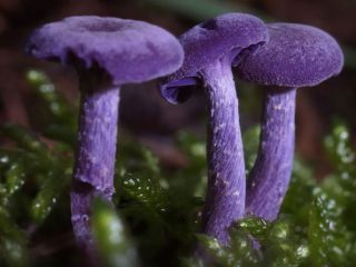 Ametista laka (ceriņu laka): apraksts un foto