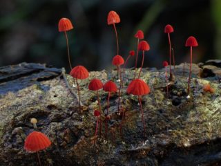 Veriverinen palomerkki: kuva ja kuvaus
